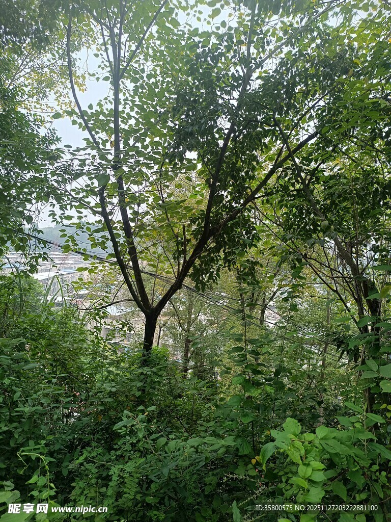 茂密树林中的繁茂绿植