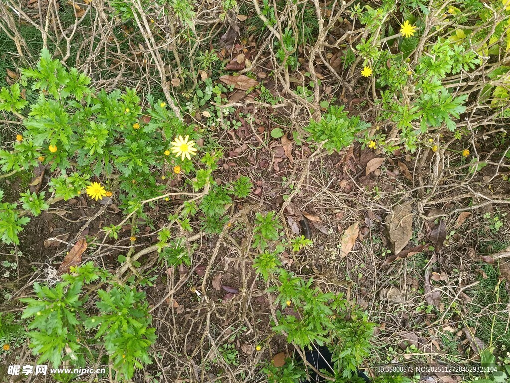 地面上的绿色植物与黄花