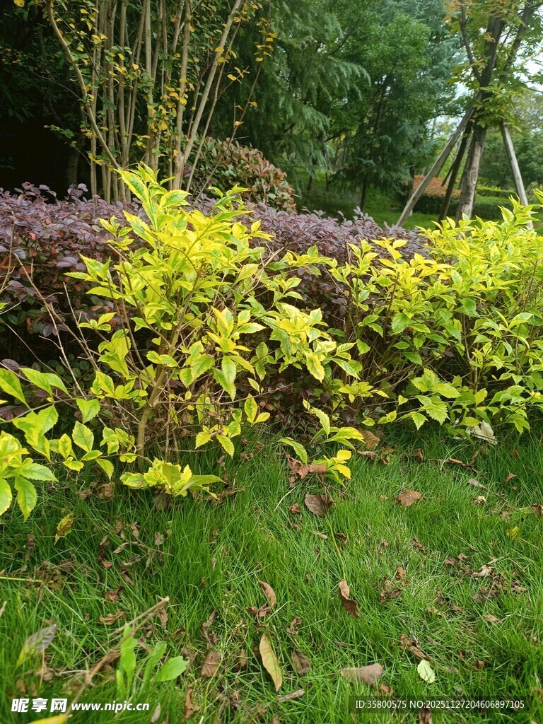 多彩灌木装点的绿意景观