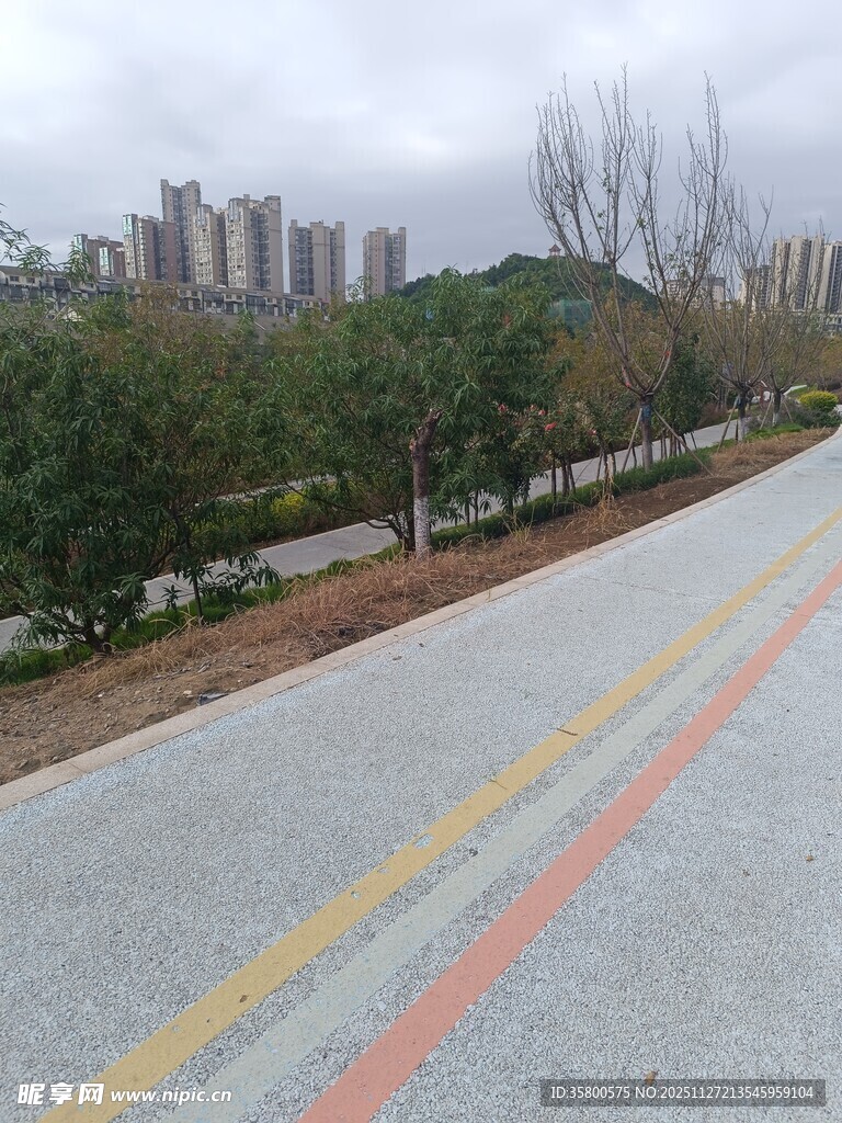 城市道路旁的绿树与建筑