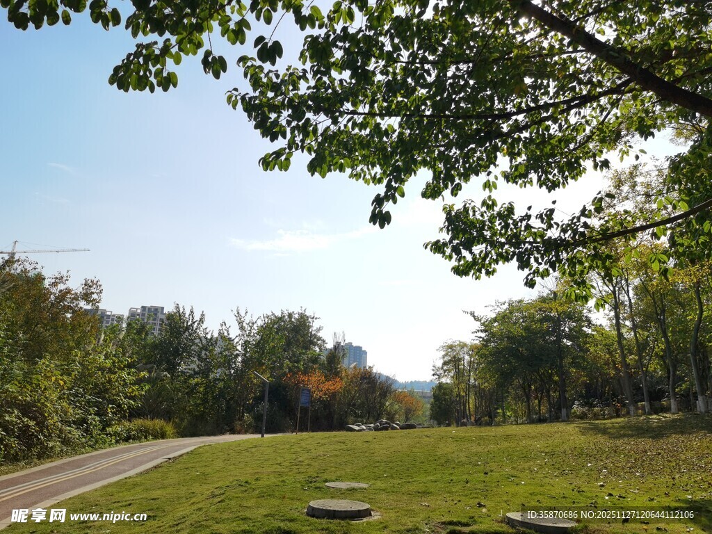 林间草地旁的蜿蜒小路