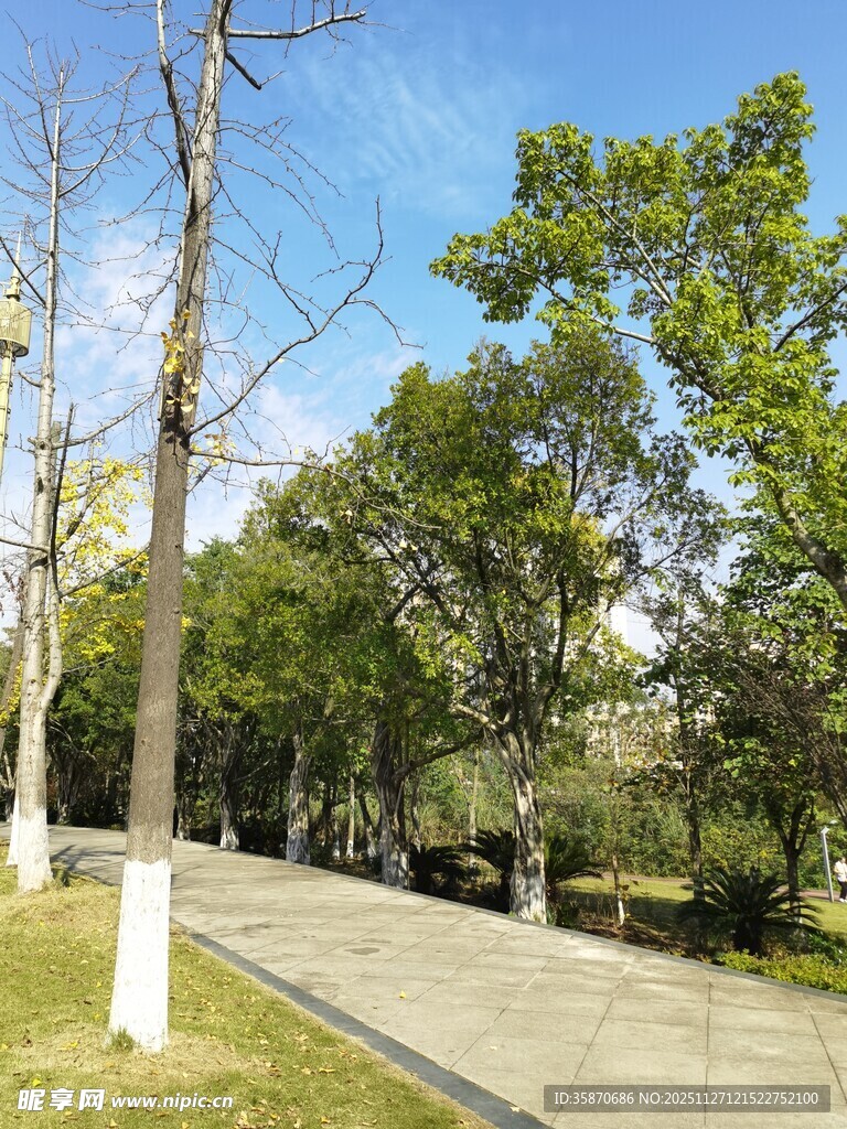 林荫步道尽享自然之美