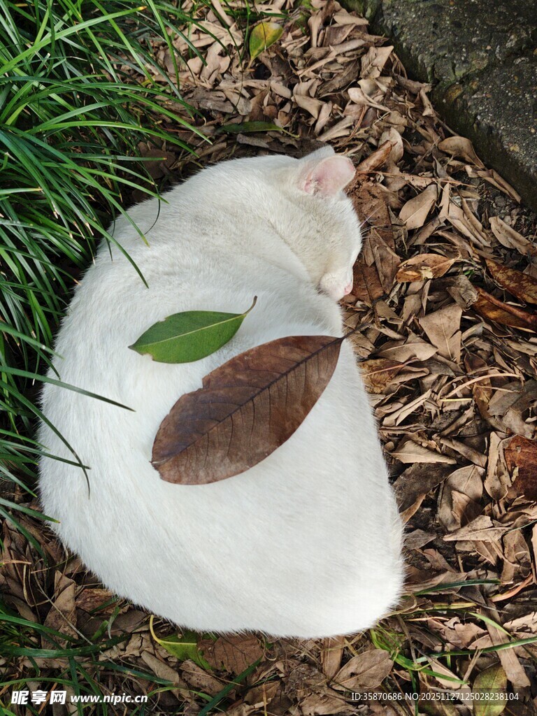 白色猫咪圈于落叶中