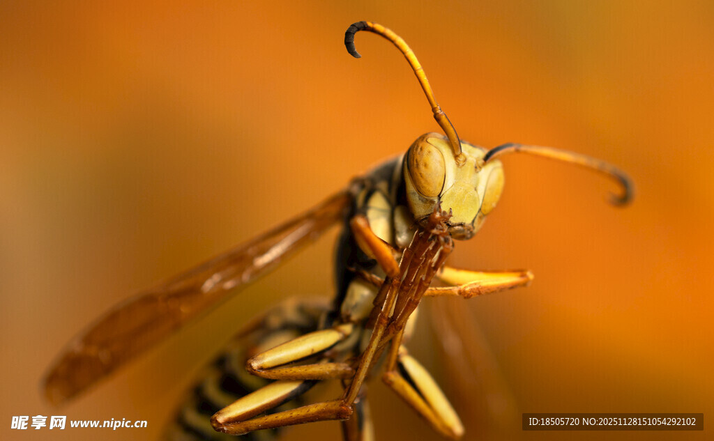 微距下的黄蜂特写