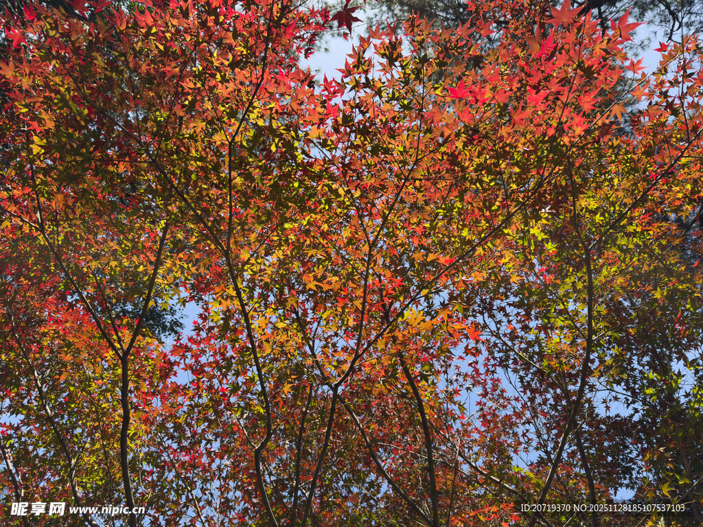 秋日斑斓红叶树景