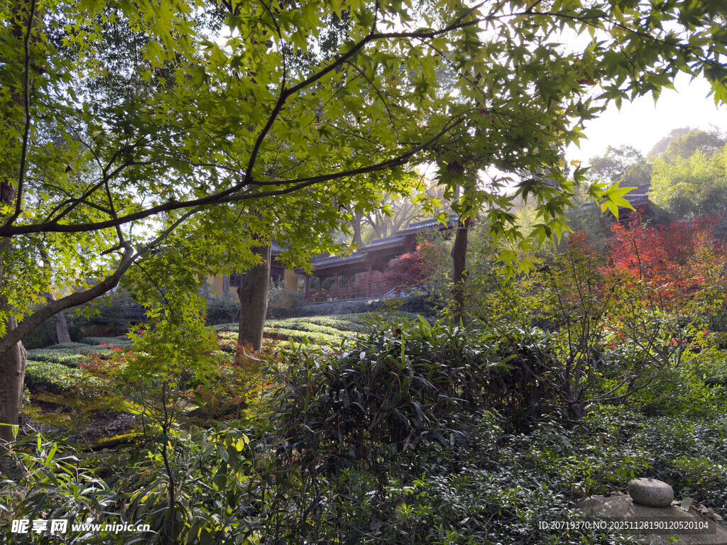 林间繁茂绿植与远处景致
