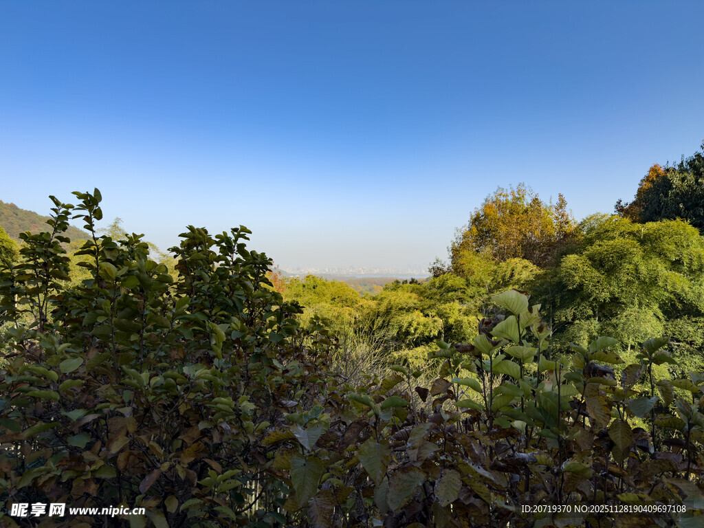 绿意盎然的自然景观