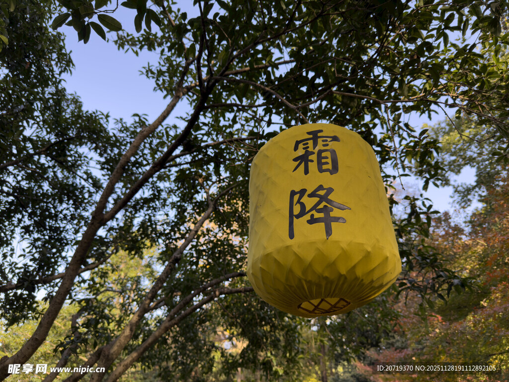 树上悬挂的灯笼