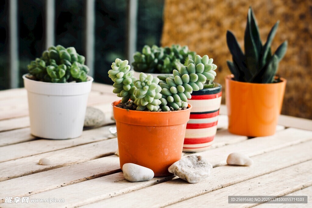 多彩盆栽装点木质露台