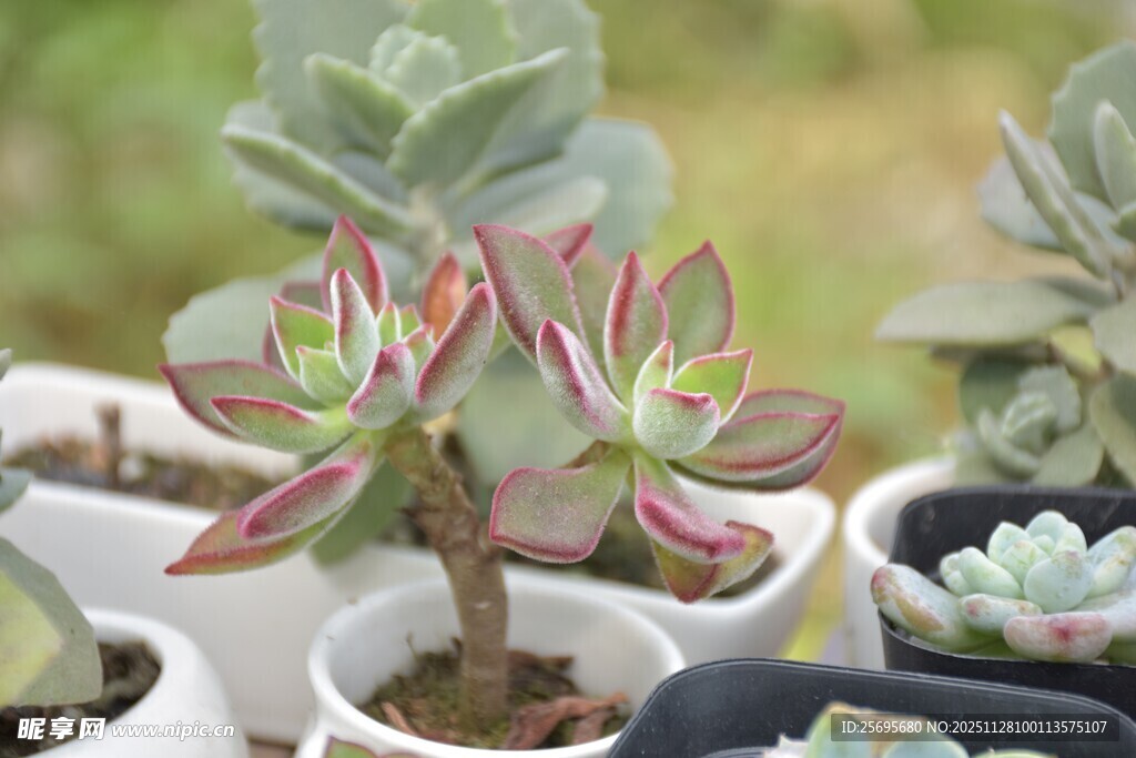 多彩多肉盆栽展示