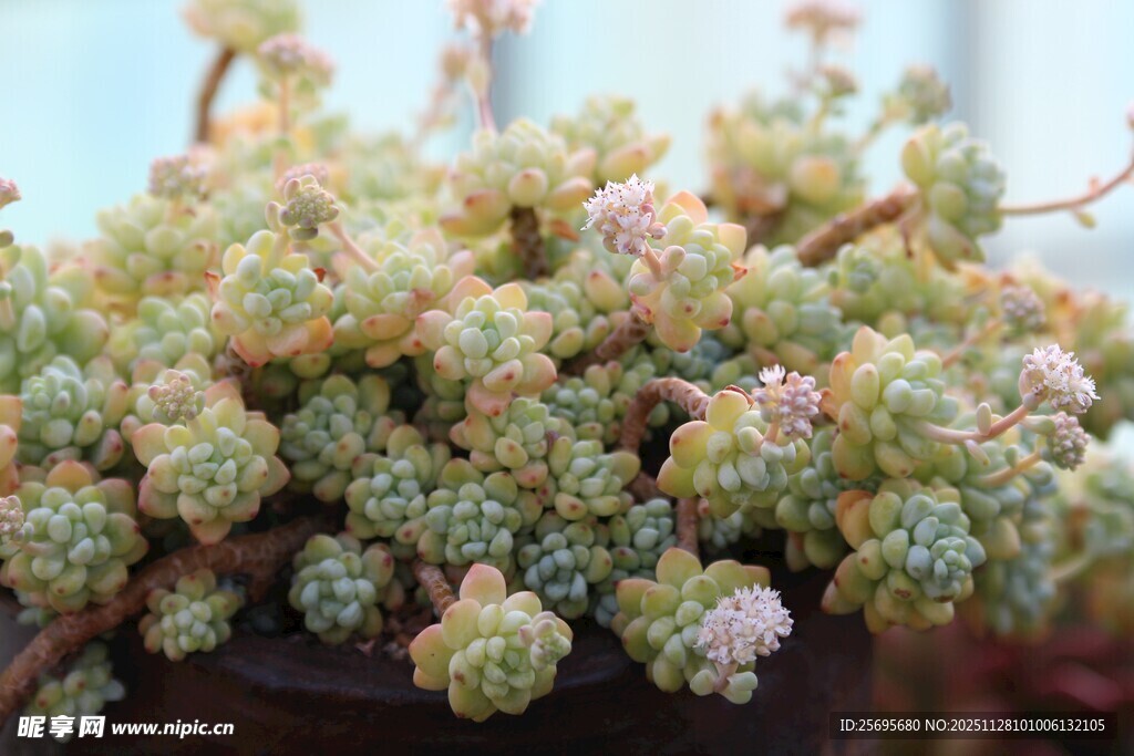 多肉植物特写