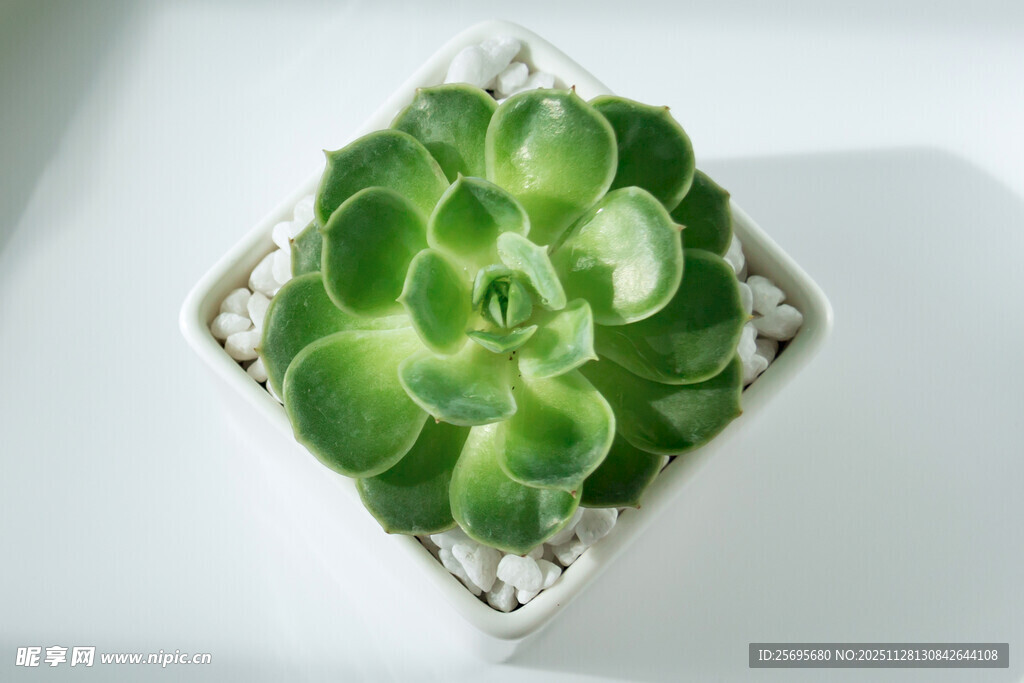 精致盆栽多肉植物特写