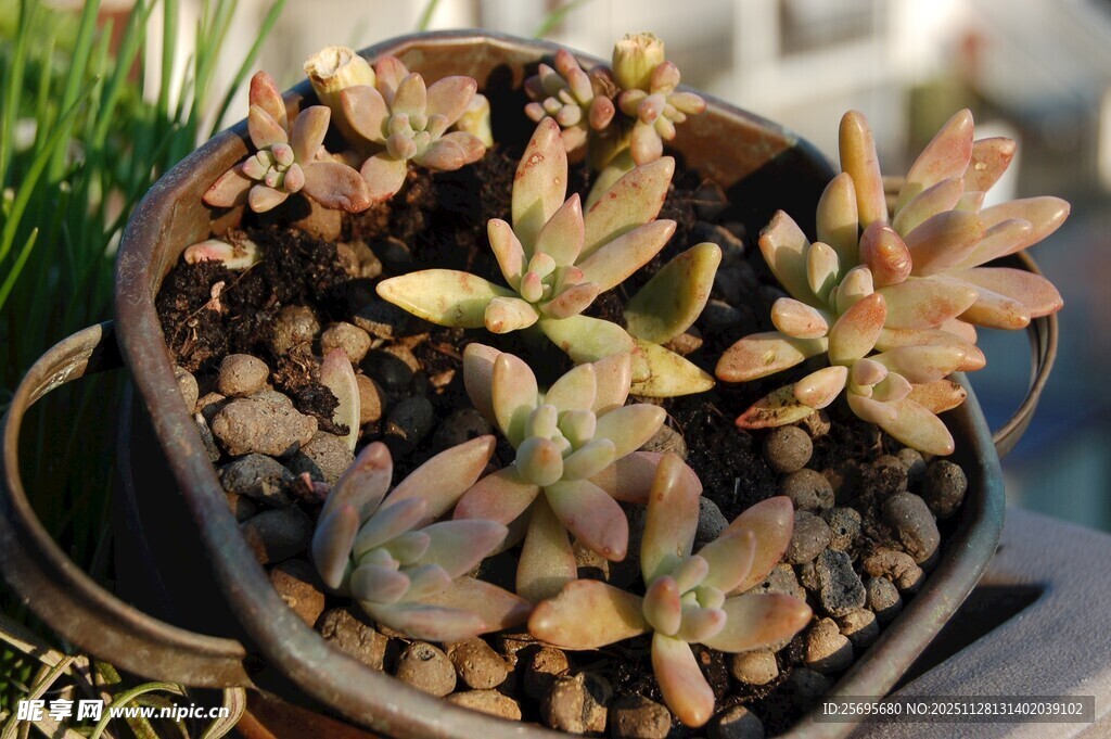 精致盆栽多肉植物展示