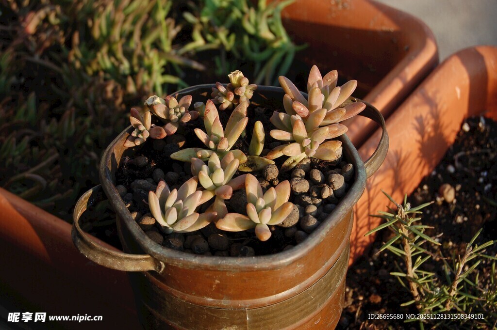 精致盆栽中的多肉植物