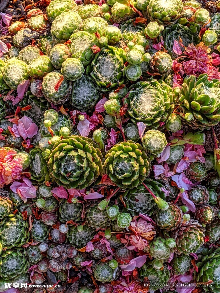 多彩多肉植物密集景观