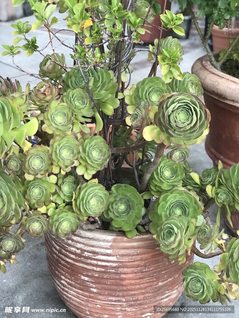 古朴花盆中的群生多肉植物