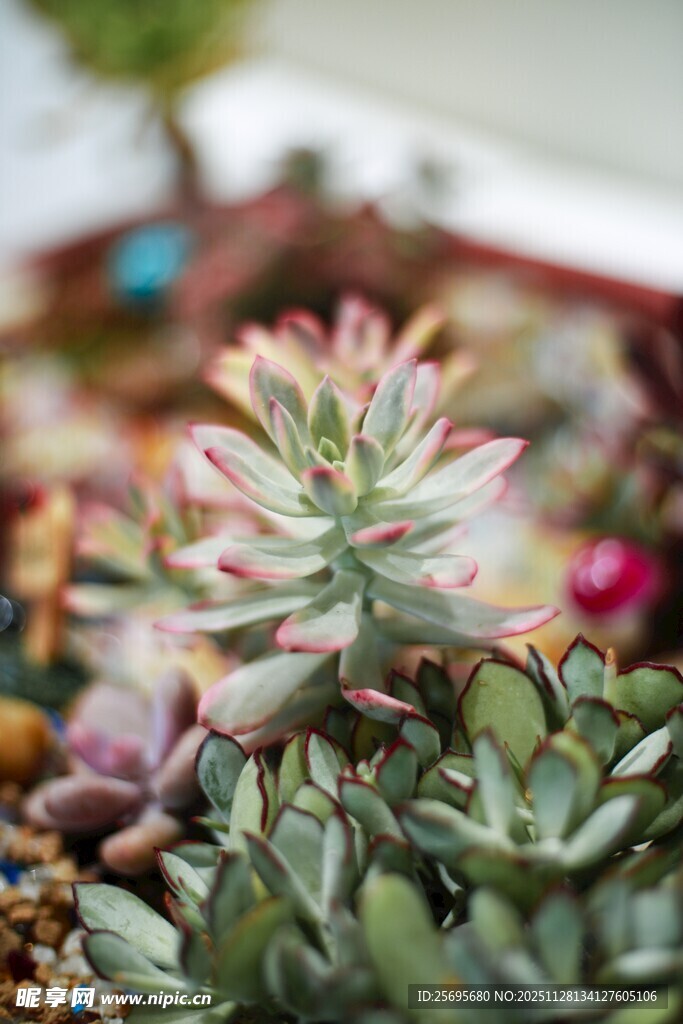 多彩多肉植物特写