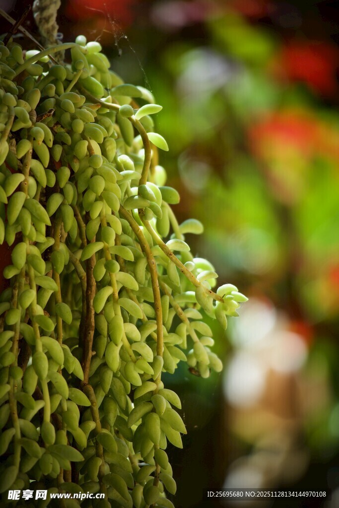 垂挂的绿色植物花朵