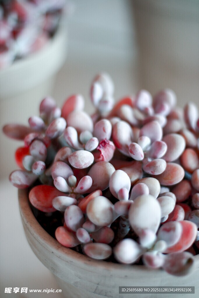 彩色豆子盛于白色容器中
