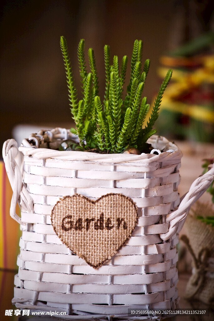 编织篮中的翠绿多肉植物