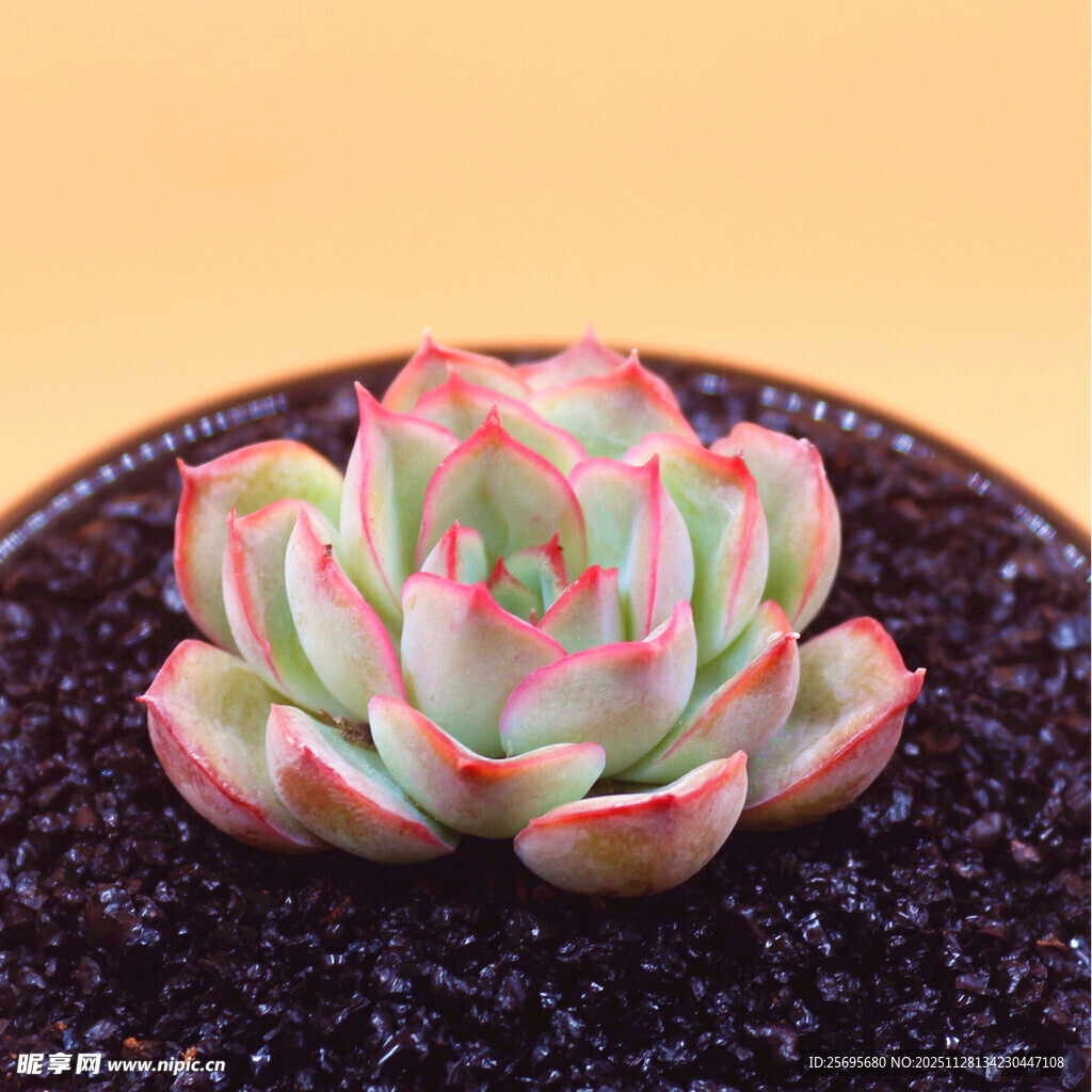 粉嫩多肉植物盆栽