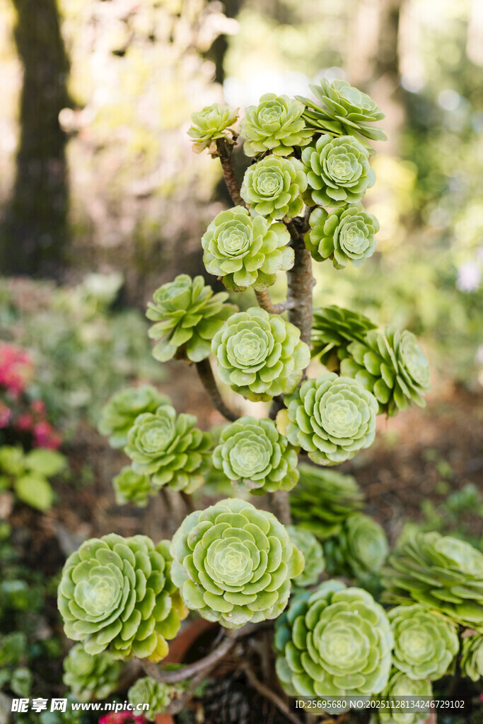 翠绿多肉植物特写