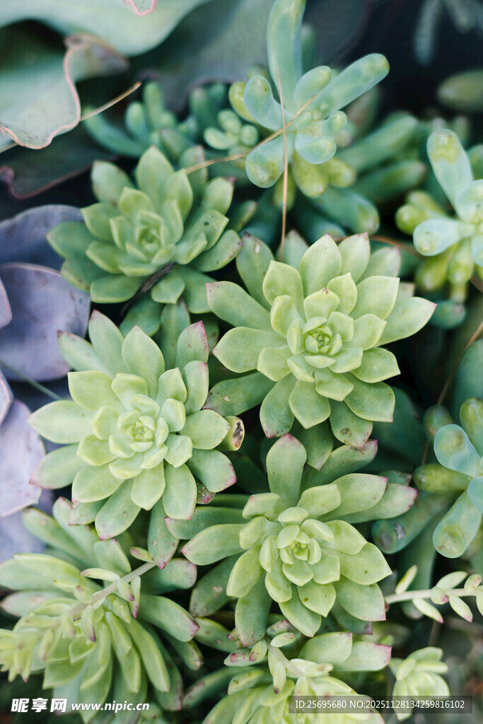 清新多肉植物特写
