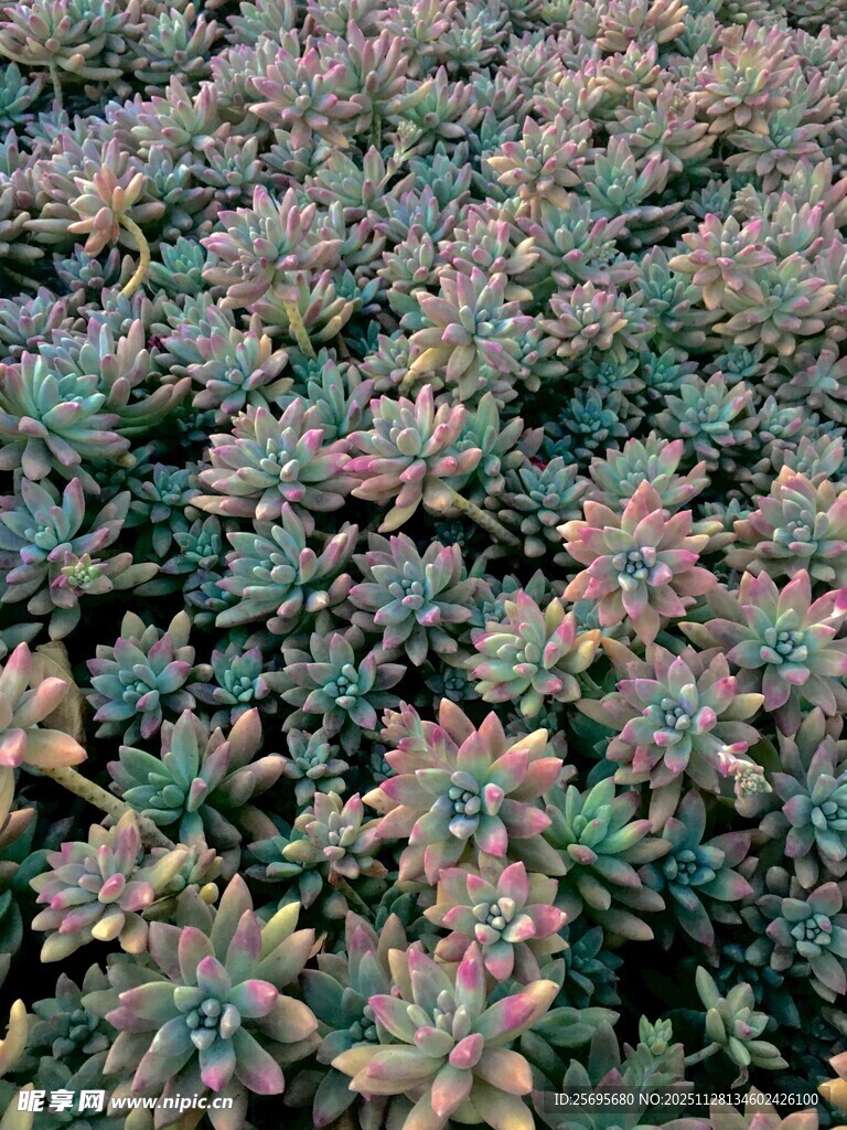 多彩多肉植物密集景观