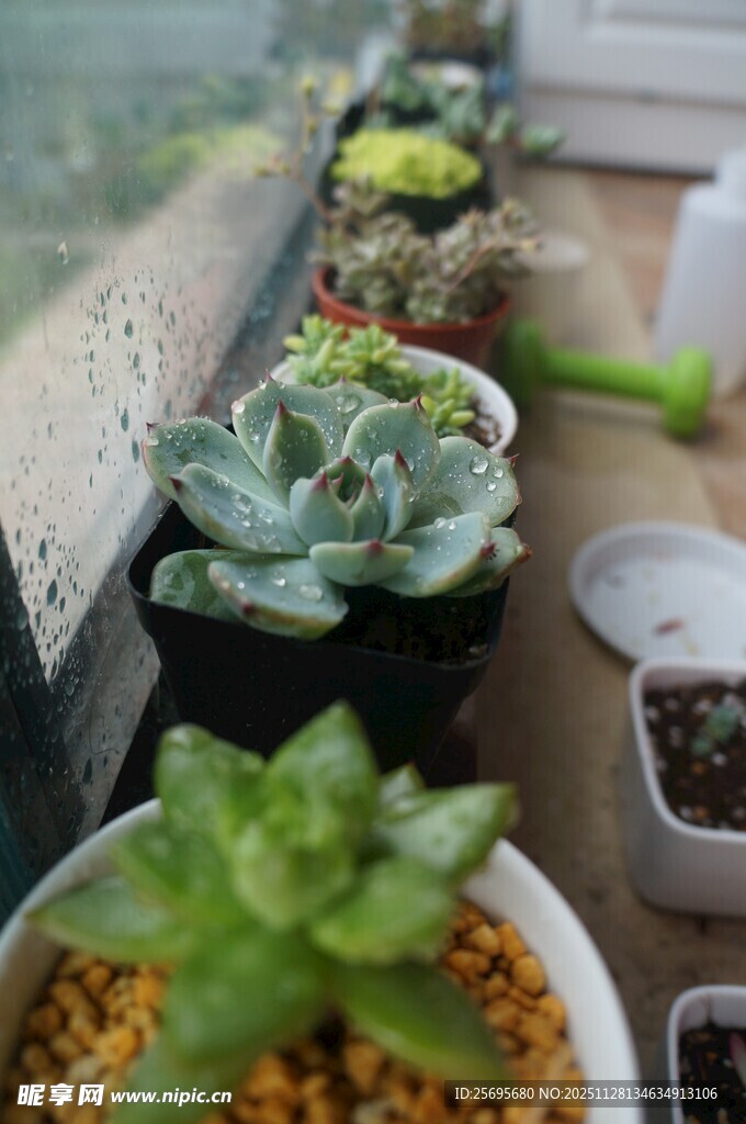 窗边多肉植物小景