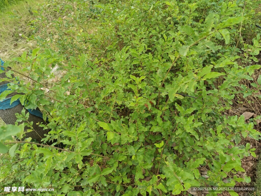 绿意盎然的蓬勃植物