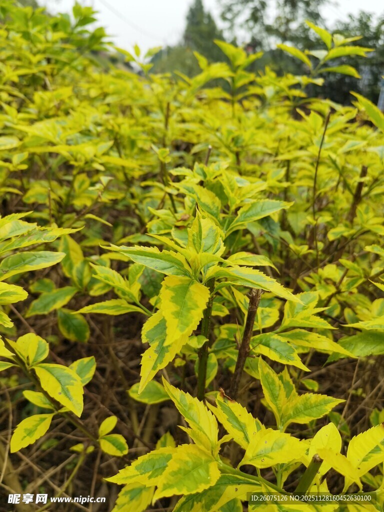 黄绿相间的植物叶片