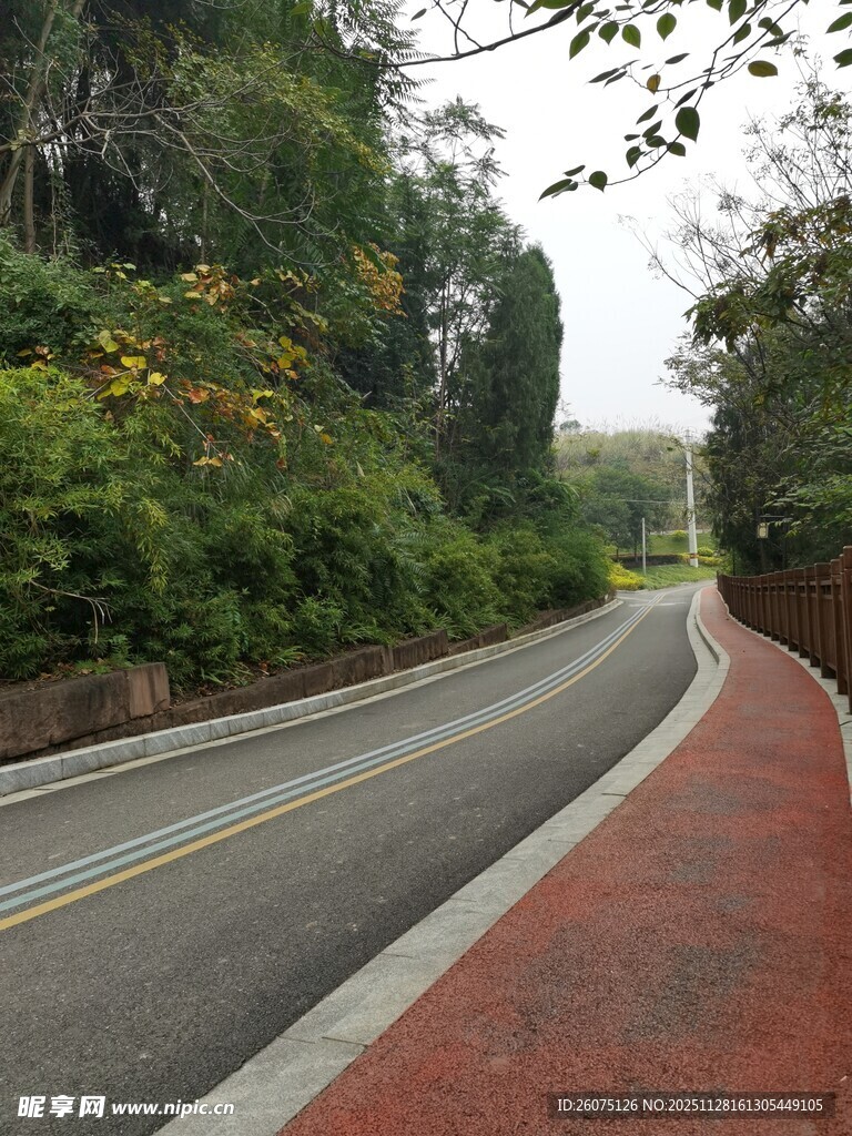 蜿蜒公路旁的绿植景观