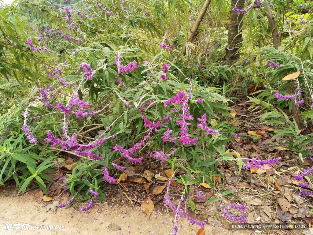 紫色绽放的美丽野花