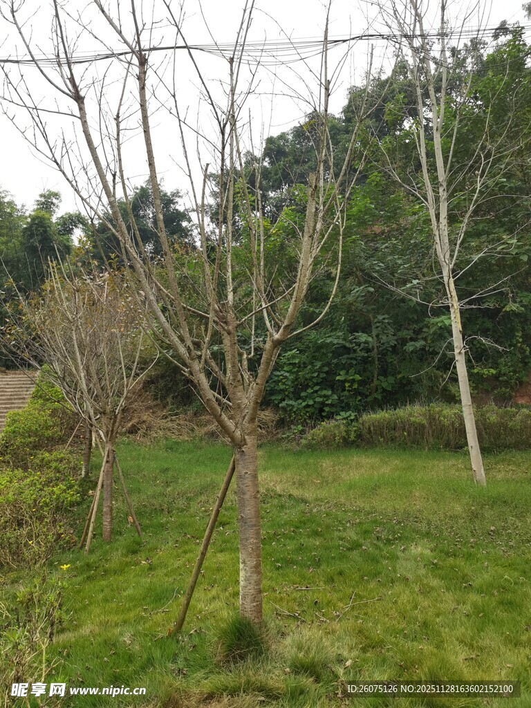 林间光秃树木与翠绿草地