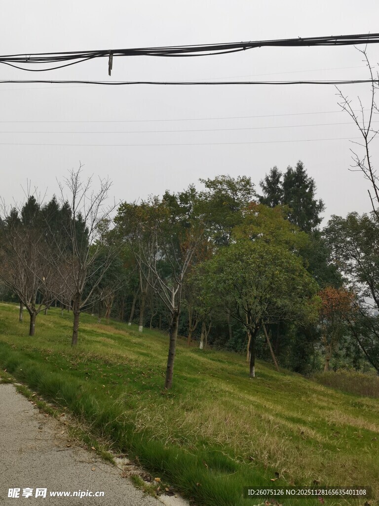 乡间小路旁的葱郁树林