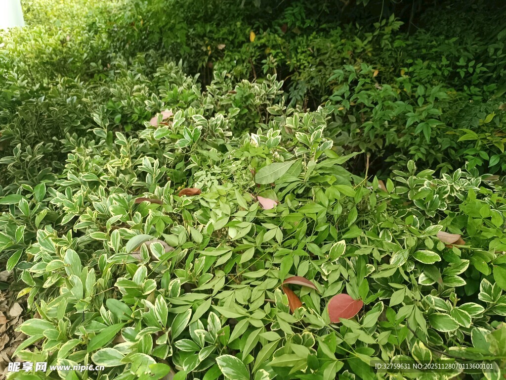 绿意盎然的繁茂植物
