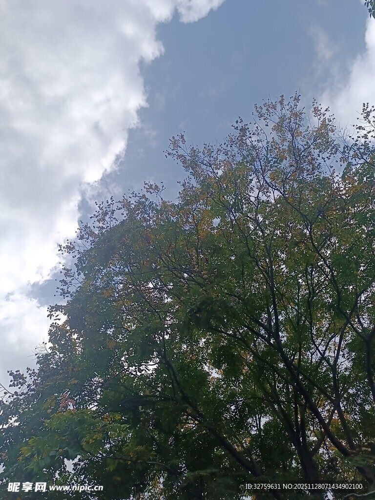 蓝天白云下的葱郁树木