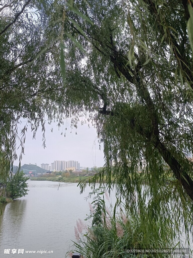 湖畔垂柳 