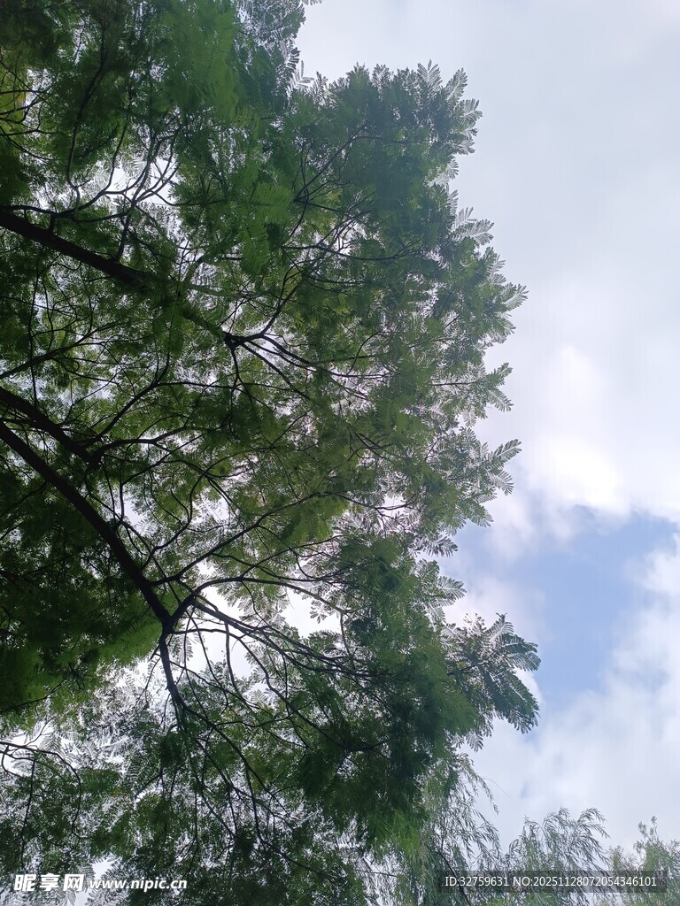 仰视葱郁树木与蓝天白云