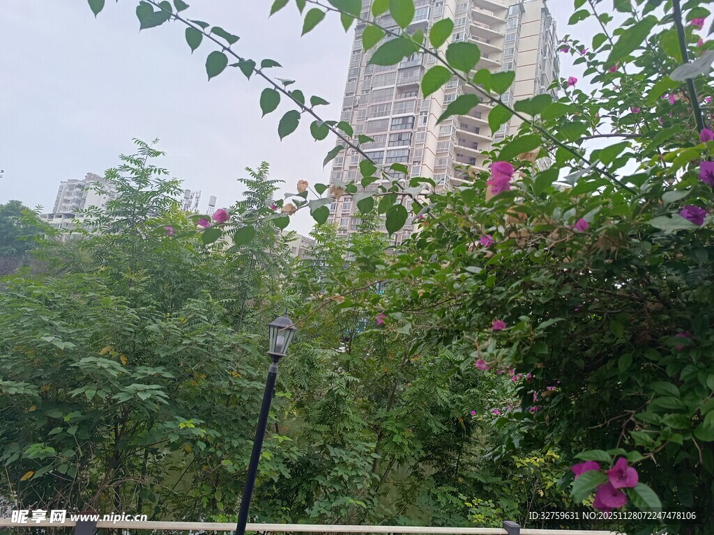 城市中繁茂的绿植景观