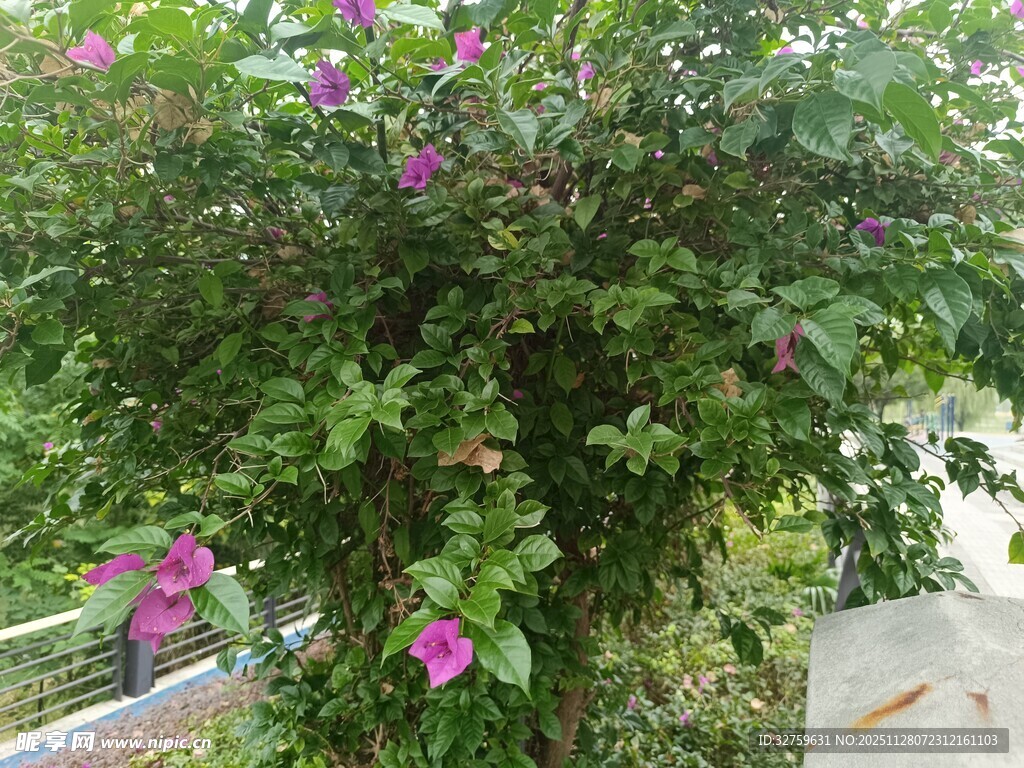 绿叶丛中绽放的娇艳花朵