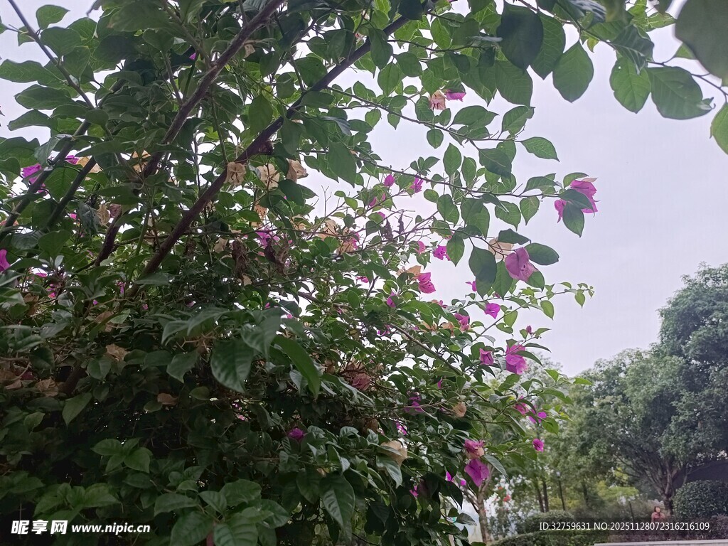 绿叶间绽放的繁茂紫花