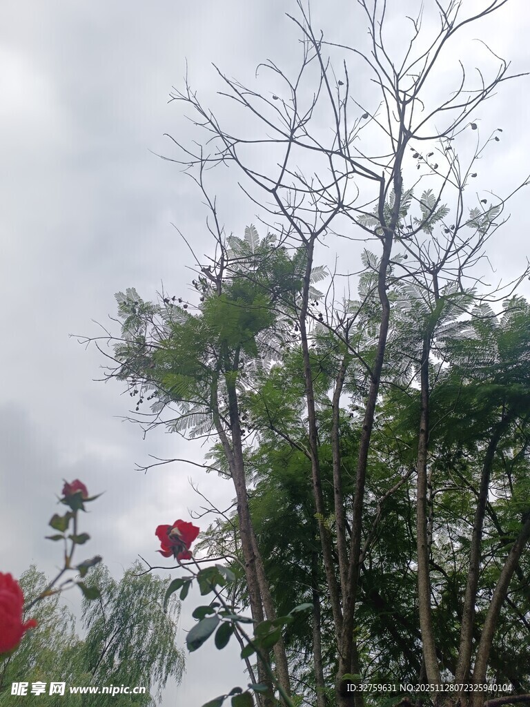 雨中玫瑰与树木景观
