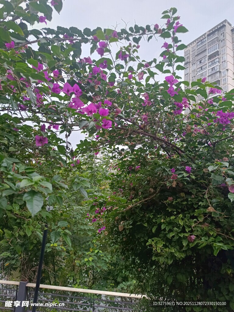 繁花盛开的绿植景观