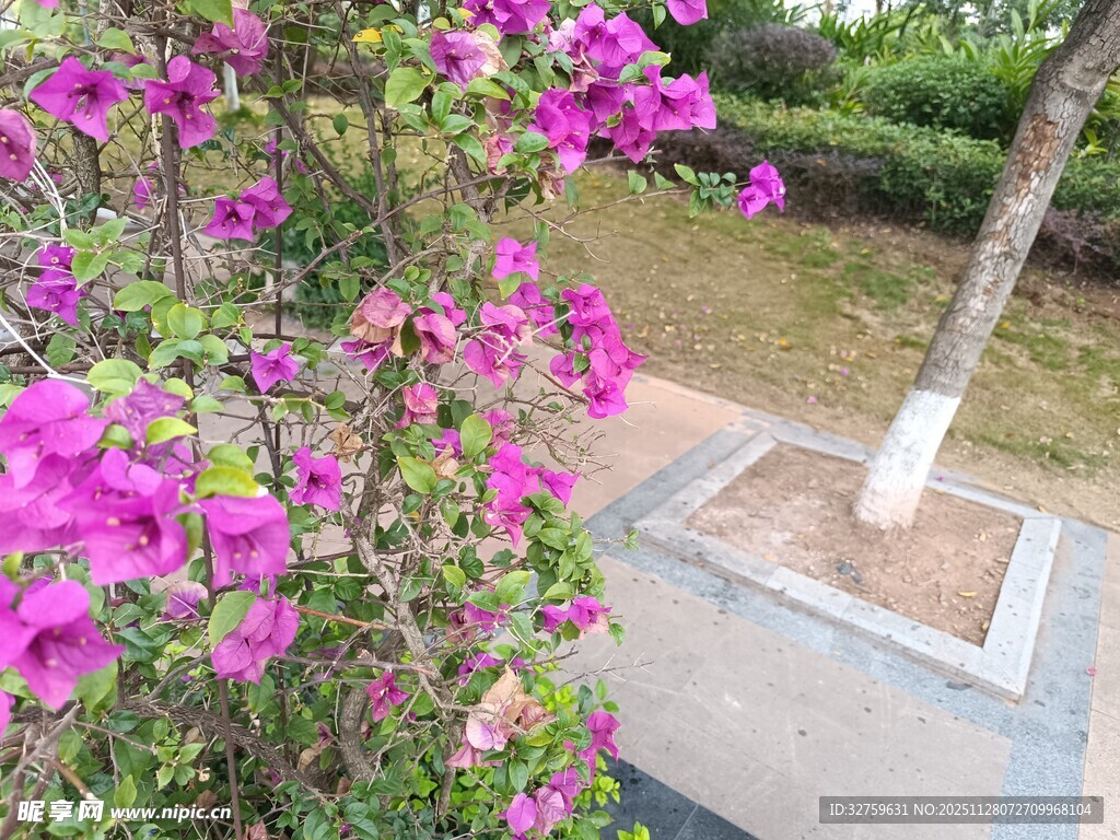 路边绽放的艳丽三角梅