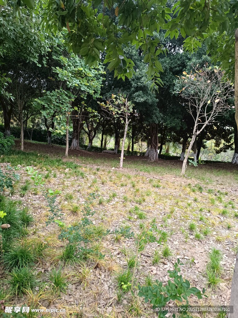 林间草地绿意盎然