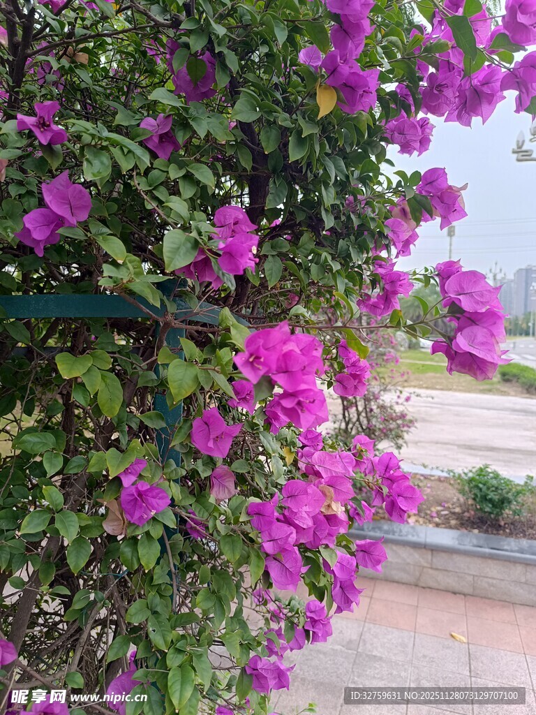 绽放的紫色三角梅景观