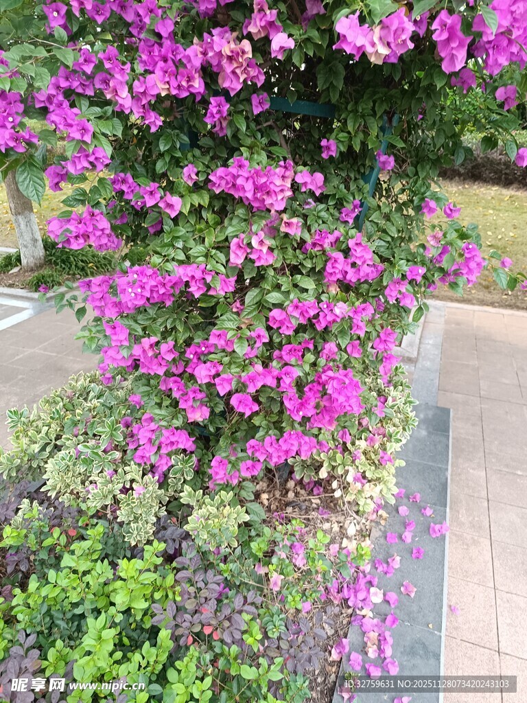 绽放的紫色三角梅景观