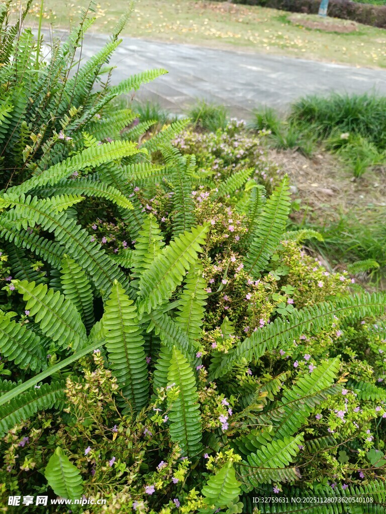 翠绿蕨类植物生机盎然