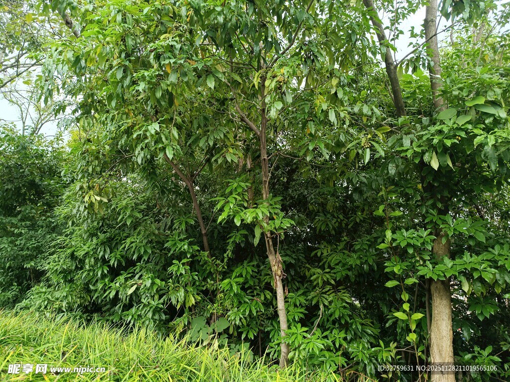 茂密树林中的葱郁植被